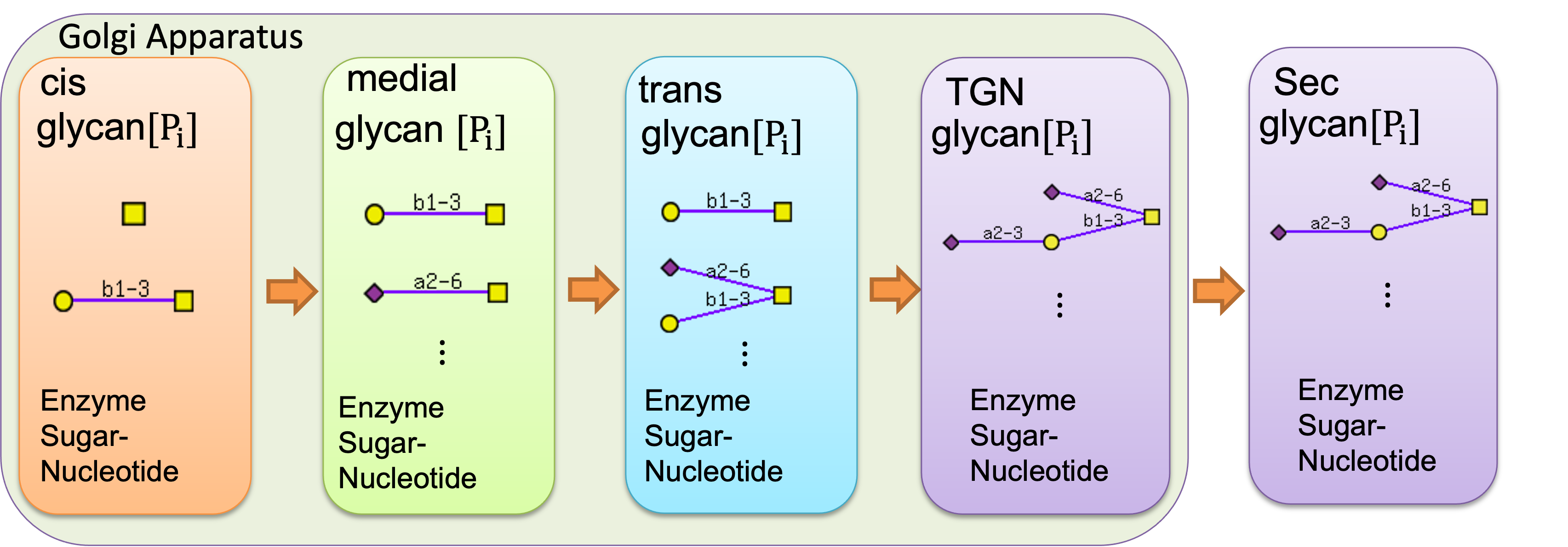 Five compartment model